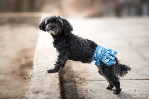 Nataša hárací kalhotky pro psa - vsepropejska.cz Barva: Tmavě-modrá, Obvod slabin (cm): 28 - 41