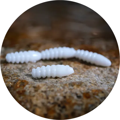 Redbass gumová nástraha trout grub white - 3x25 mm