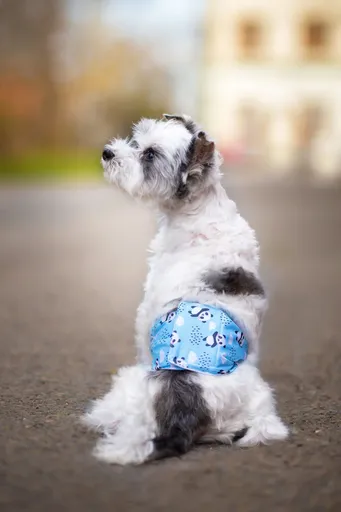 Vsepropejska Emil protiznačkovací pás pro psa Barva: Modrá, Obvod slabin (cm): 22 - 28