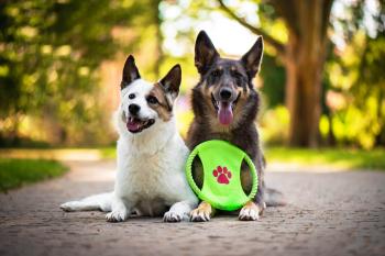 Nuss frisbee pro psa z lana | 22 cm Barva: Zelená, Průměr: 22 cm