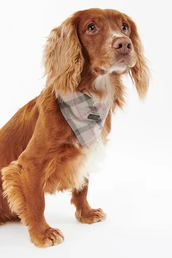 Šátek pro domácí mazlíčky Barbour Tartan Dog