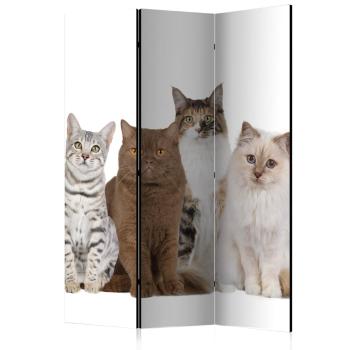 Paraván Sweet Cats Dekorhome 135x172 cm (3-dílný)