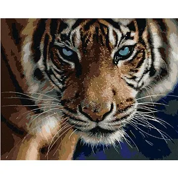 Zuty - Malování podle čísel – TYGR A MODRÉ OČI (COLLIN BOGLE), 80x100 cm, vypnuté plátno na rám (HRAmmb05219nad)