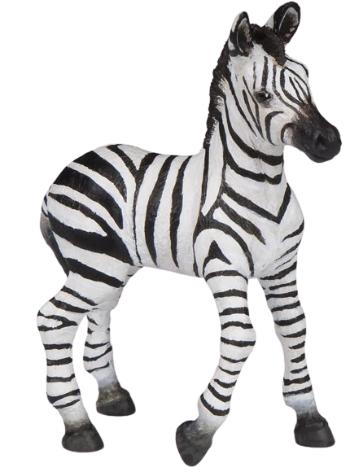 Zebra hříbě