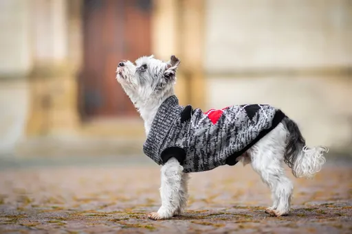 Vsepropejska Squere svetr pro psa Barva: Šedá, Délka zad (cm): 18, Obvod hrudníku: 22 - 28 cm