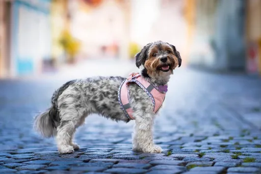 Vsepropejska Neve postroj pro psa s vodítkem | 22 – 46 cm Barva: Lososová, Obvod hrudníku: 36 - 40 cm