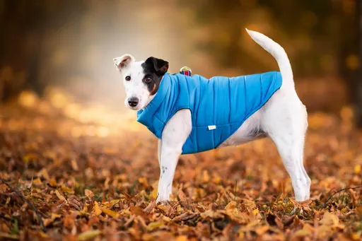 Vsepropejska Color-rainy obleček pro psa na zip Barva: Modrá, Délka zad (cm): 25, Obvod hrudníku: 31 - 34 cm
