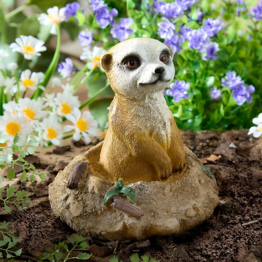 Surikata v krtčí noře