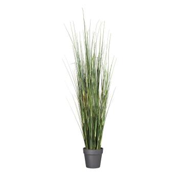 Gasper Tráva Equisetum, 95 cm