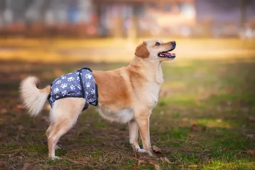 Gapa hárací kalhotky pro psa - vsepropejska.cz Barva: Šedá, Obvod slabin (cm): 20 - 29