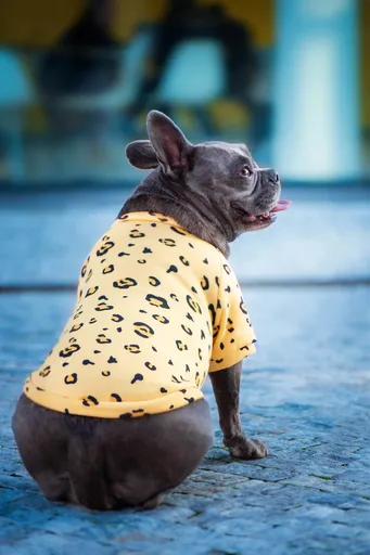 Vsepropejska Wapi hebká mikina pro psa Barva: Tygrovaná, Délka zad (cm): 36, Obvod hrudníku: 44 - 48 cm