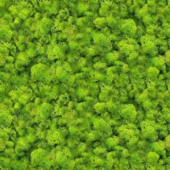 Üveg panel 60/60 Evergreen-1 Esg