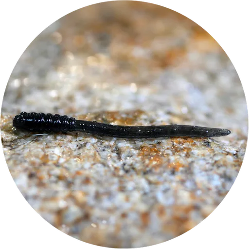 Redbass gumová nástraha micro tail dark black - s 48 mm