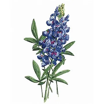 Zuty - Malování podle čísel - KVĚTY VLČÍHO BOBU (ALEXANDRIA GILBERT), 80x100 cm, vypnuté plátno na r (HRAmmb07699nad)