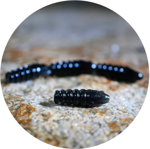 Redbass gumová nástraha trout grub black - 3x33 mm