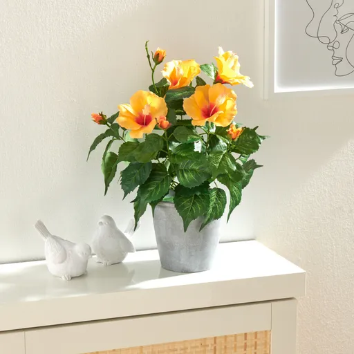 Rostlina v květináči Ibišek