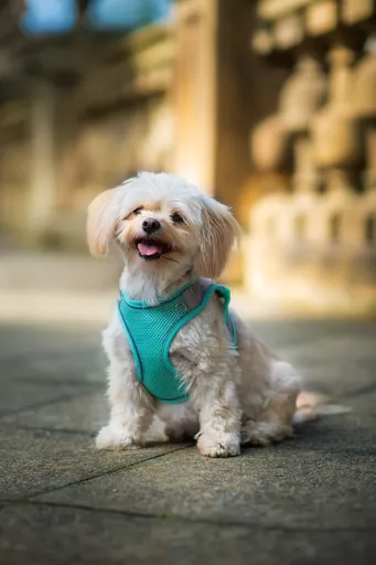Vsepropejska Neve postroj pro psa s vodítkem | 22 – 46 cm Barva: Tyrkysová, Obvod hrudníku: 36 - 40 cm