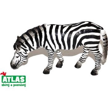 Atlas Zebra (8590331018789)