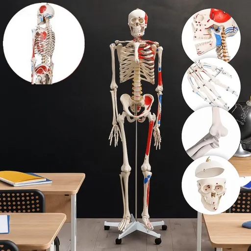 Jago 79222 JAGO Anatomie člověka kostra s detaily malby svalů, 181 cm