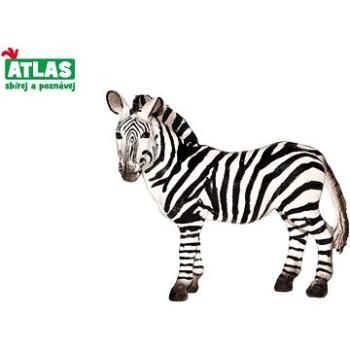 Atlas Zebra  (8590331018192)