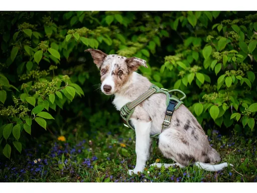 Vsepropejska Porto sportovní postroj pro psa Barva: Zelená, Obvod hrudníku: 63 - 91 cm