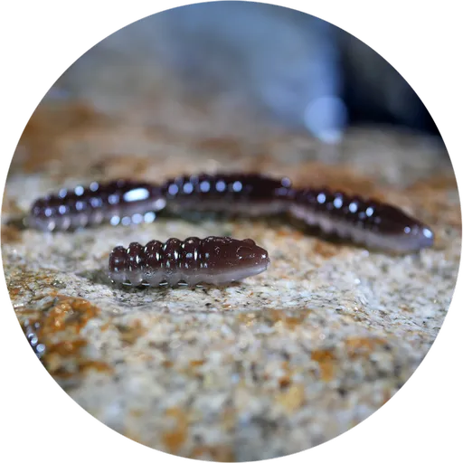 Redbass gumová nástraha trout grub brown/silver - 3x16 mm