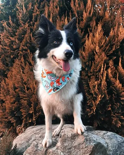 Vsepropejska Life zelený šátek pro psa