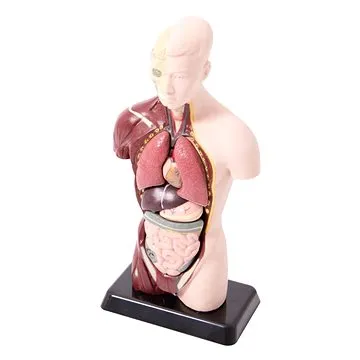 Anatomický set malý (4893338050276)