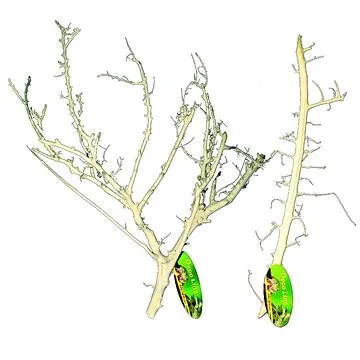 Lucky Reptile Coral Wood 30-50 cm (4040483640375)