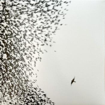 Wilco - Sky Blue Sky (2 LP)