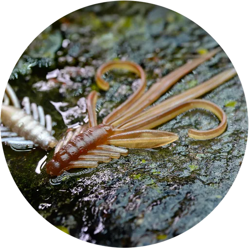 Redbass gumová nástraha nymfa brown/silver - xx 15,5 cm 15,7 g