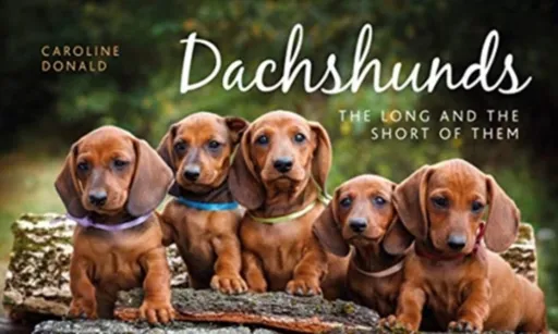 Dachshunds - Caroline Donald