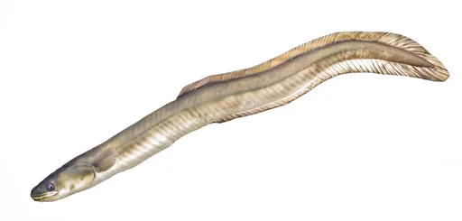 Gaby Polštář Úhoř říční 115 cm,Gaby Polštář Úhoř říční 115 cm