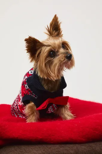 Svetr pro mazlíčka Medicine