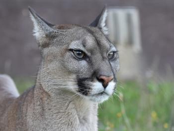 Ošetřovatelem v zoo na jeden den + nocování | zážitkový poukaz