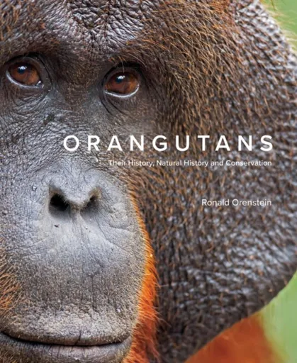 Orangutans - Ronald Orenstein