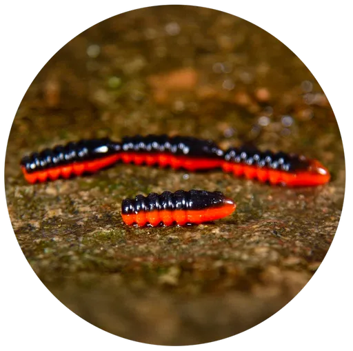 Redbass gumová nástraha trout grub black/signal orange uv color - 3x25 mm