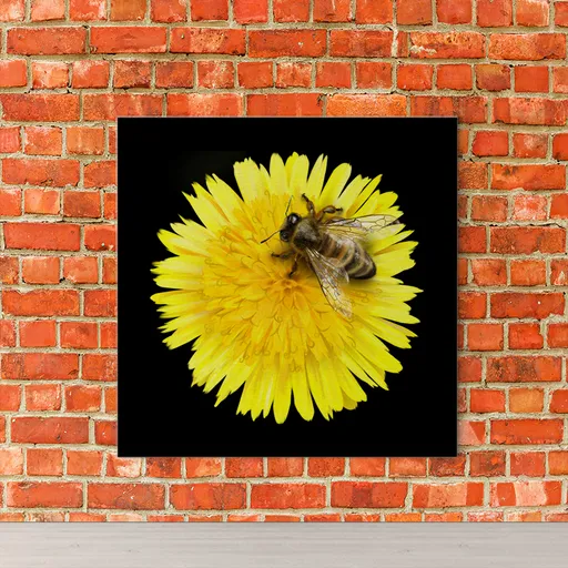 Obraz Včela na pampelišce (Rozměr obrazu: 70x70)