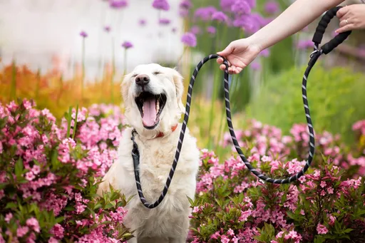 Azar nylonové vodítko pro psa | 300 cm Barva: Černá, Délka vodítka: 200 cm