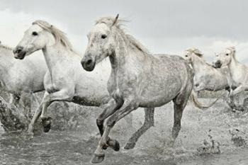 Plakát White Horses