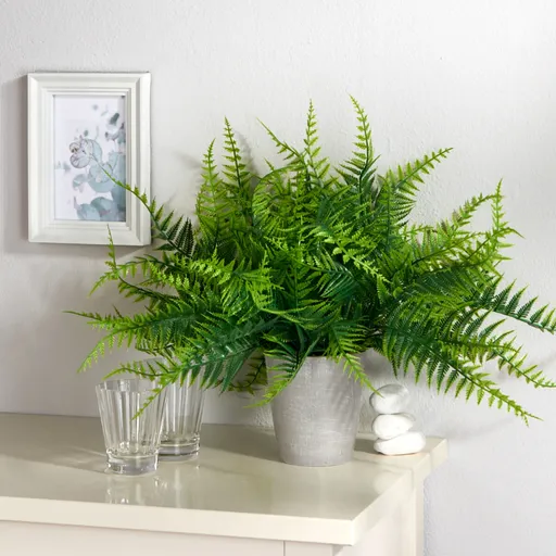 Kapradí v květináči