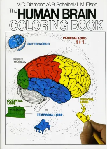 The Human Brain Coloring Book - Marian C. Diamond, Arnold B. Scheibel