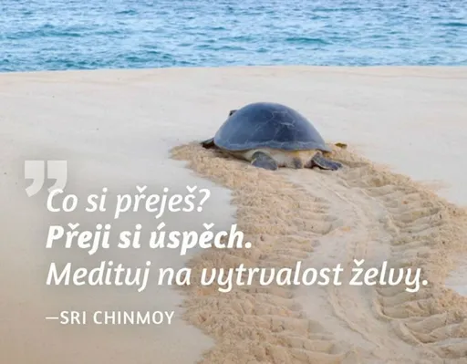 Magnet na lednici - Co si přeješ? Přeji si úspěch. Medituj na vytrvalost želvy. - Sri Chinmoy
