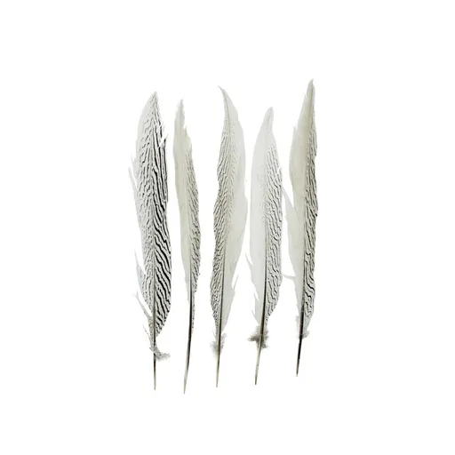 5ks peří bažant stříbrný (lophura nycthemera) - 38cm Mars & More