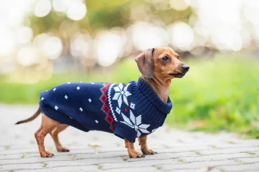 Vsepropejska Damián svetr pro psa Barva: Modrá, Délka zad (cm): 30-32, Obvod hrudníku: 32 - 44 cm