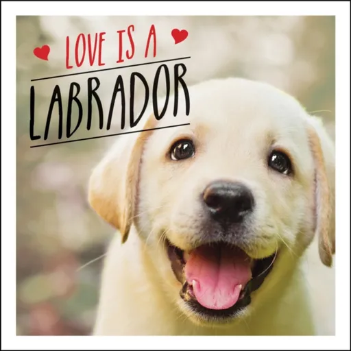 Love is a Labrador - Ellis Charlie