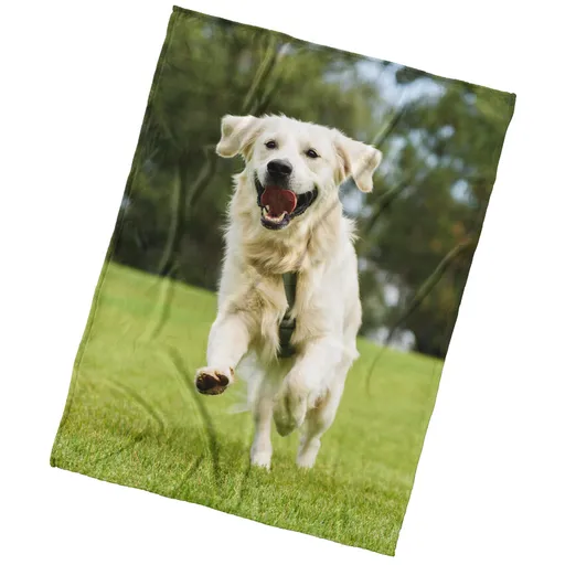 BedTex Deka mikroplyš Pes Zlatý Retrívr, 150 x 200 cm