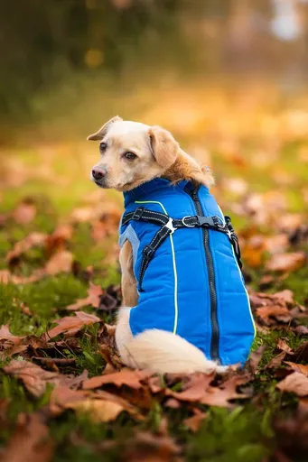 Vsepropejska Stuart obleček pro psa na zip Barva: Modrá, Délka zad (cm): 38, Obvod hrudníku: 46 - 52 cm