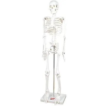 Kostra v měřítku 1/2 velikosti (5060138825468)