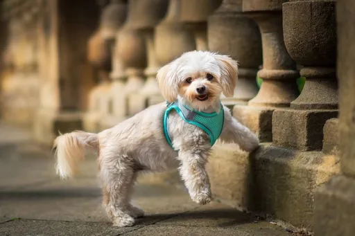 Vsepropejska Neve postroj pro psa s vodítkem | 22 – 46 cm Barva: Tyrkysová, Obvod hrudníku: 30 - 35 cm